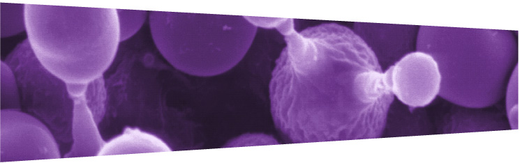 Alezyme